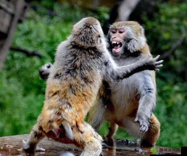 猴子最怕这几个角色,对战局势大不同