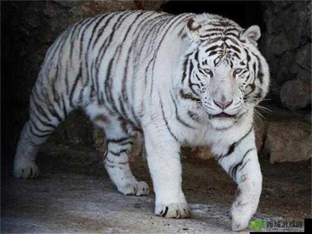 美血白虎:珍贵而独特的动物