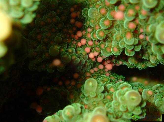 赛尔号星球大战巴尔抓捕技巧 先找到珊瑚幼虫是关键且必备步骤你必须知道