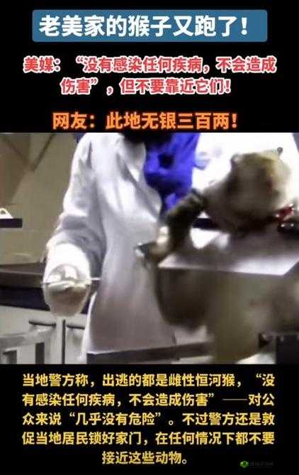 两人造猴子的视频:趣味实验过程