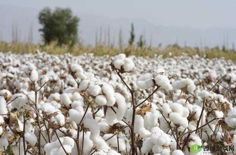 新疆XXXXXL196 棉花：洁白无瑕的自然馈赠