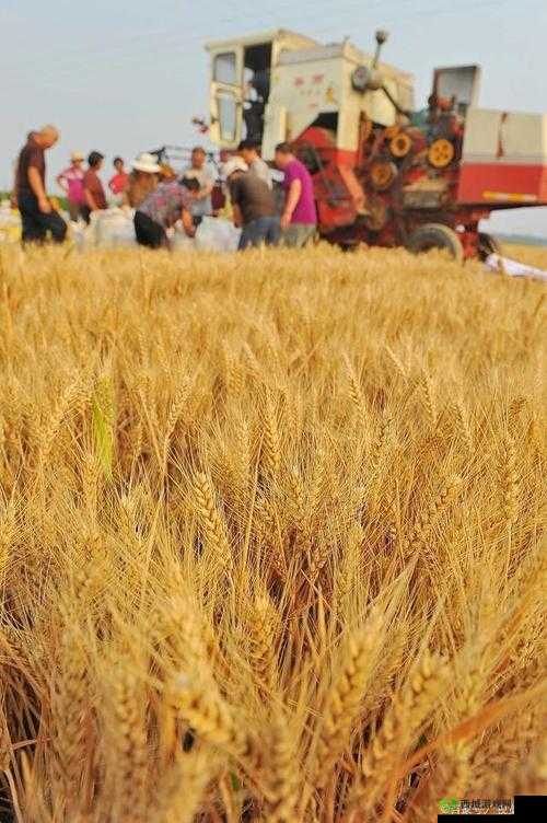 韩国朋友家的麦子:丰收的喜悦与希望