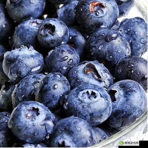 中国新疆 XXXXXL19D 蓝莓:天然美味新选择