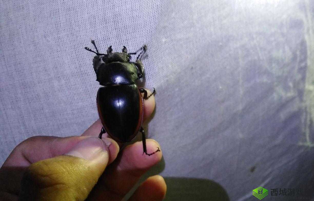 艳母肥:独特的别样存在