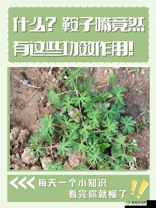 17c 一起草 国卢 的独特意义与价值