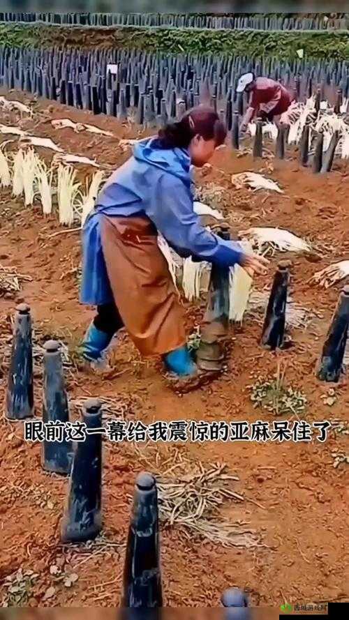 天命奇御2金苹果产出秘诀：种植方法与技巧详解