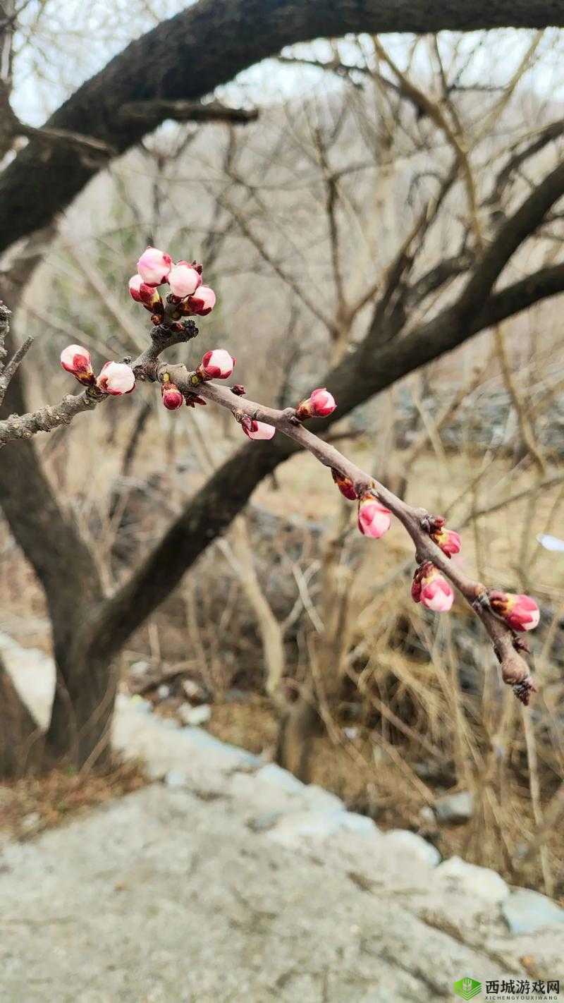 剑侠桃花漫山间,侠缘回首情万千
