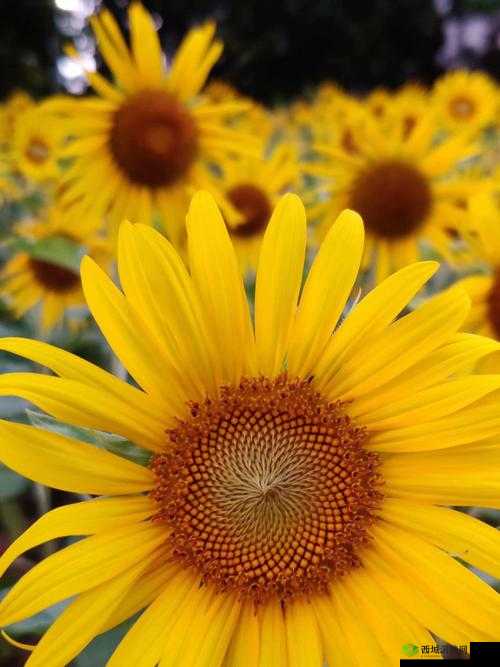 奇迹暖暖 3.20 评选赛 S 级搭配:向日葵与白色连衣裙的完美邂逅