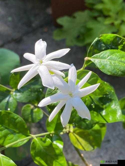 公主多情(慎),16 - 20,笔尖:她的秘密花园