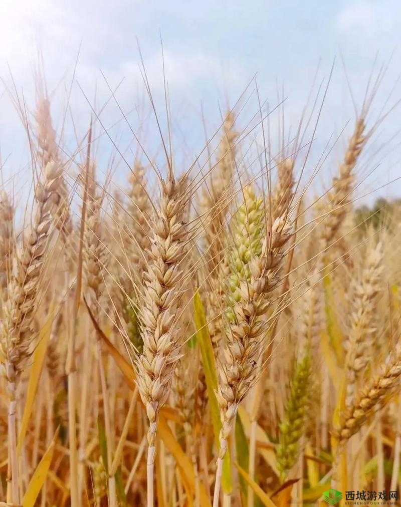 韩国朋友家的麦子:金黄的希望与收获