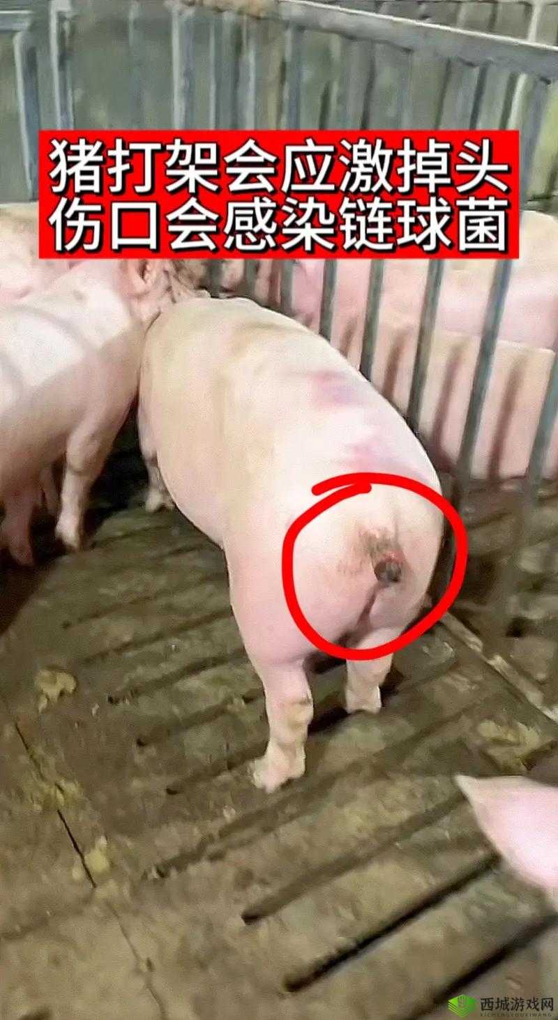 欧洲人物与动物交互咬事件