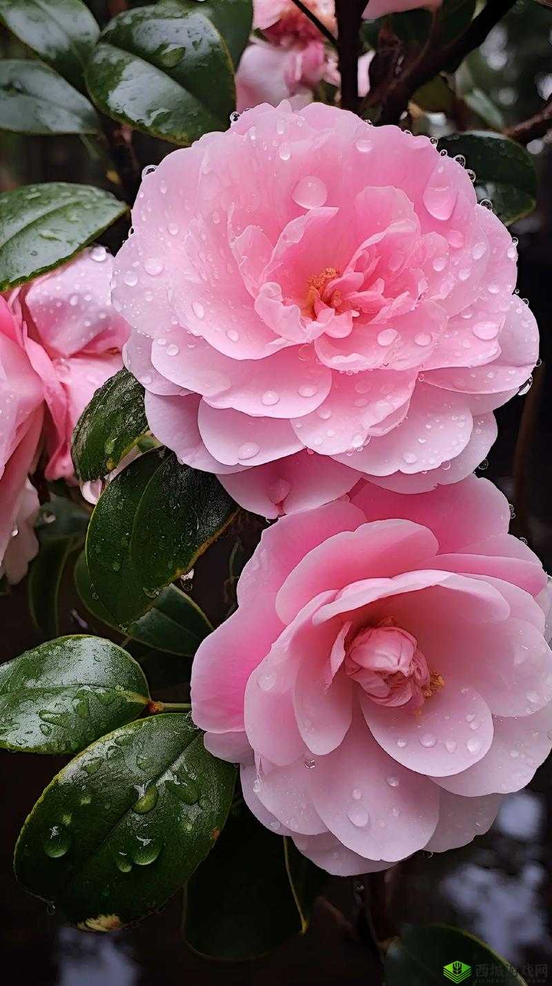 国产精品摘花:花之精品,国产魅力