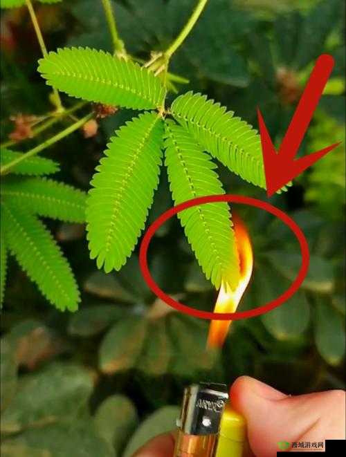 含羞草打扑克:羞涩与疼痛交织的游戏