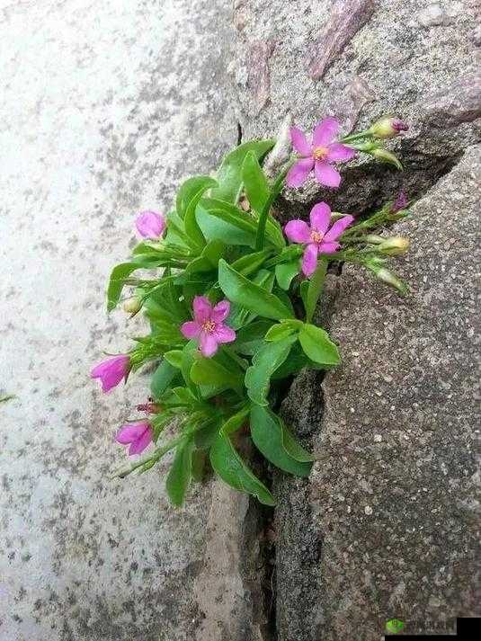 野花日本大全免费观看:畅享精彩影片