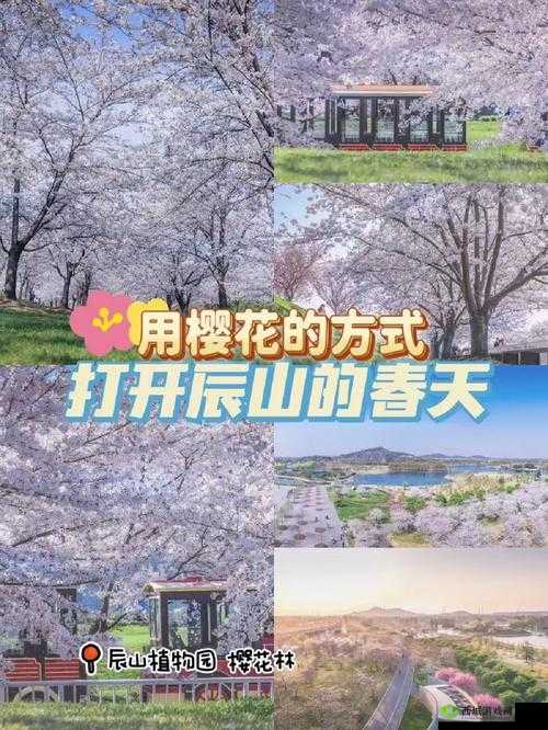 樱花官方入门网站：开启美妙樱花之旅