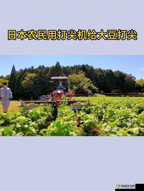 仙踪林日本大豆行情网:相关信息介绍