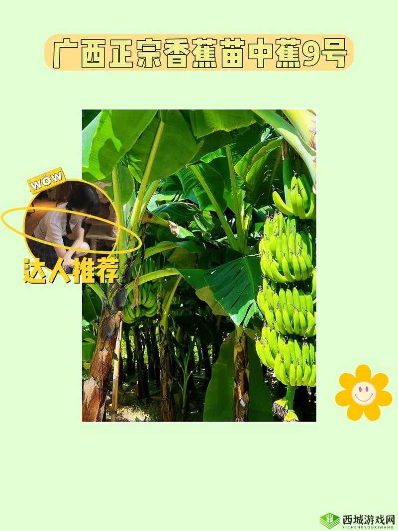 在线香蕉视频:精彩内容不容错过