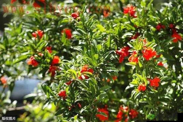 国色天香精品一卡二卡三卡:绝佳之选