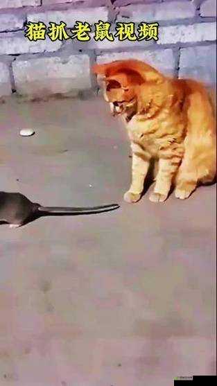 5177tv 在线视频:精彩不断,乐趣无穷