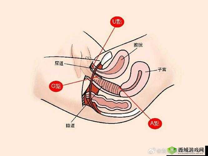 老太 BBwwBBww 高潮水多:令人惊叹的私密时刻