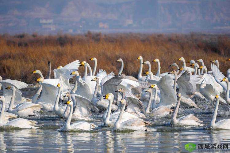 畜禽与人:和谐共处的生态画卷