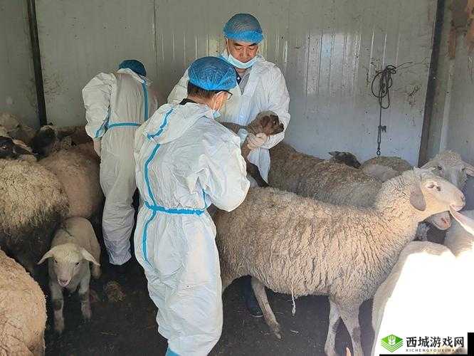 人畜禽 corporation:创新与发展之路