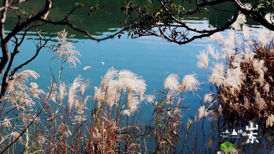 芳草萋萋的湿地:自然的诗意画卷