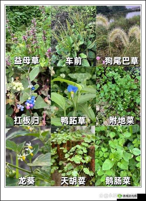 野草乱码一二三四区别在哪:详细解读