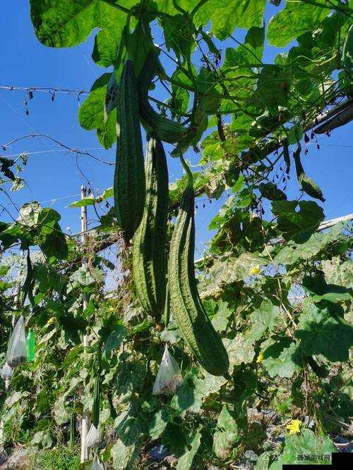 草莓丝瓜视频-丝瓜视 18 岁在线看:精彩不断,畅享视觉盛宴