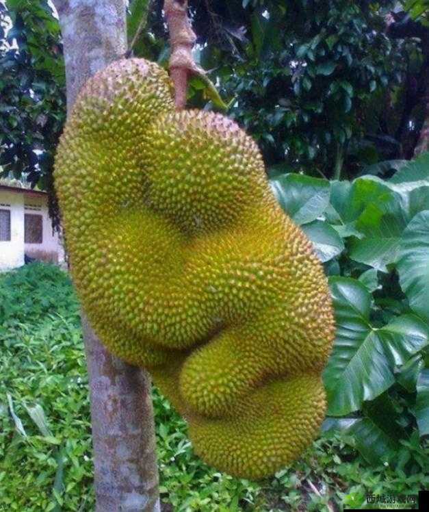 水果盛宴:茄子、丝瓜、草莓、榴莲、石榴的奇妙组合