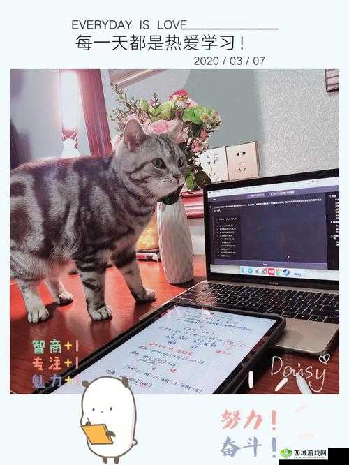 河北菜花封神代码:探寻其背后的神秘编程魅力