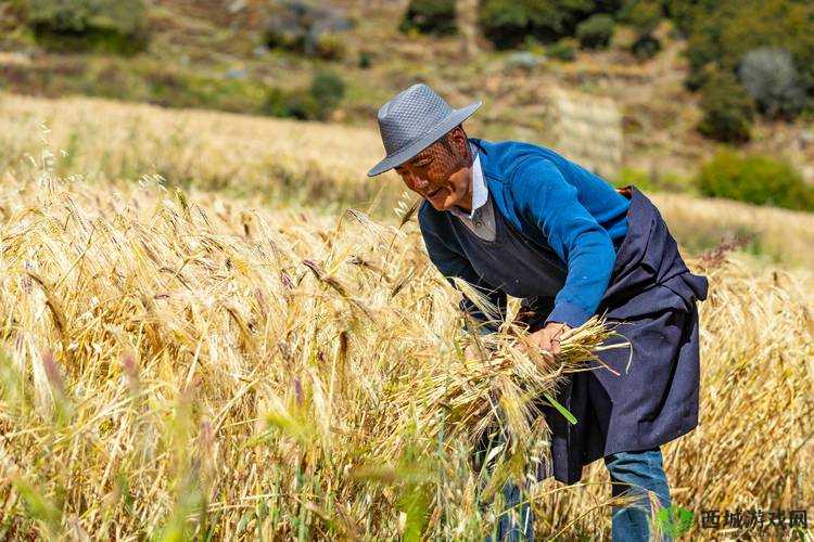 青稞直播:探索高原农作物的新型种植与推广模式