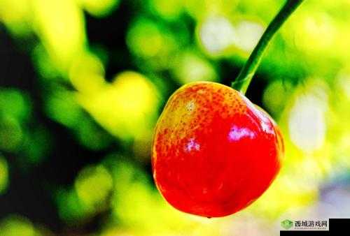 樱桃视频大全免费观看:畅享精彩视频的绝佳选择