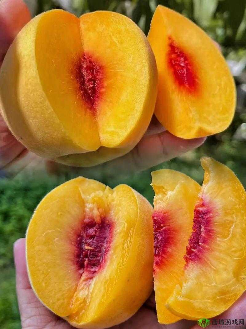 9612黄桃网站手机据说可以让你告别烦恼：真有这么神奇吗