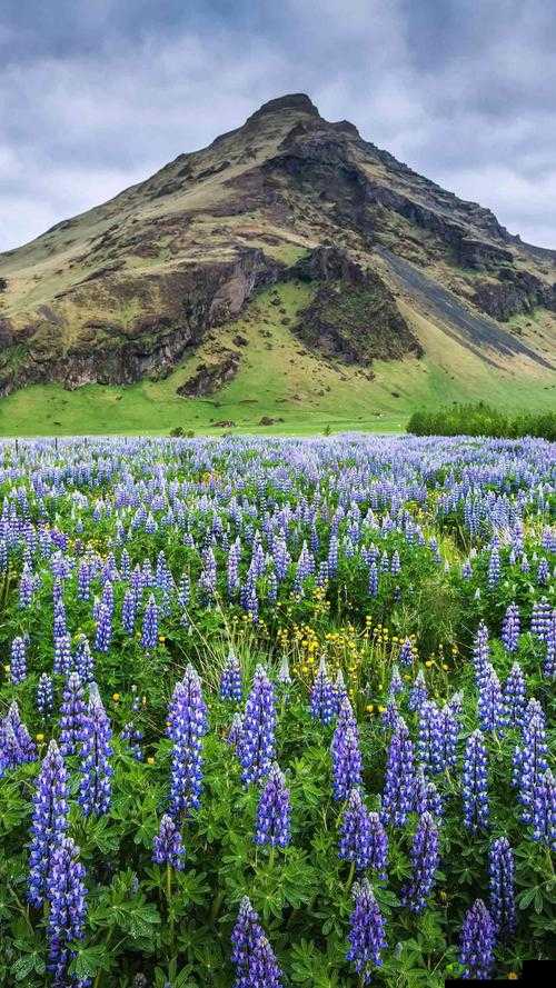 野花韩国高清在线观看视频:一场视觉与情感的双重盛宴
