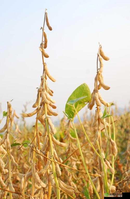 中国大豆网免费大豆信息：提供全面详尽的大豆资讯