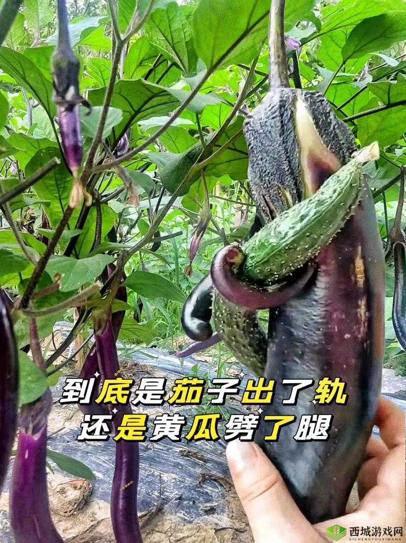 下面痒了用黄瓜还是茄子好:到底该如何选择呢