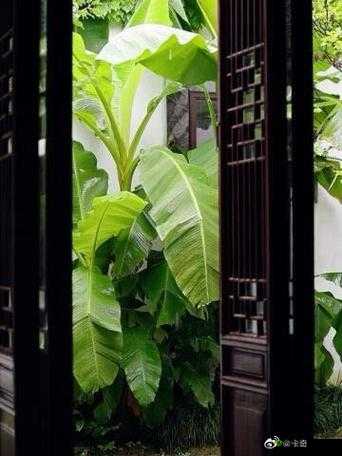 芭蕉视频入口:精彩视频汇聚之地等你来探索