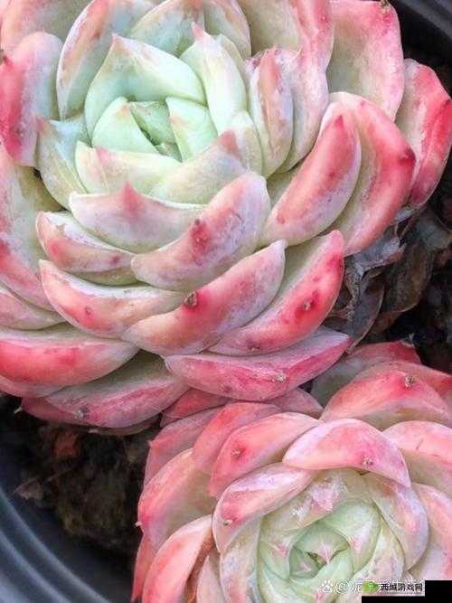 1v3 多肉小公主：令人惊艳的植物世界奇妙冒险之旅