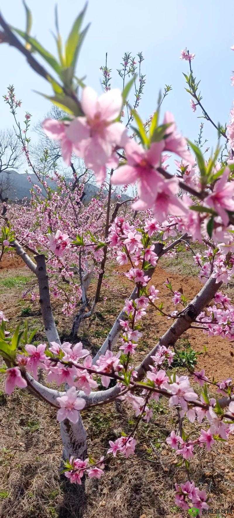 桃花欲放,春色可期:在希望的田野上