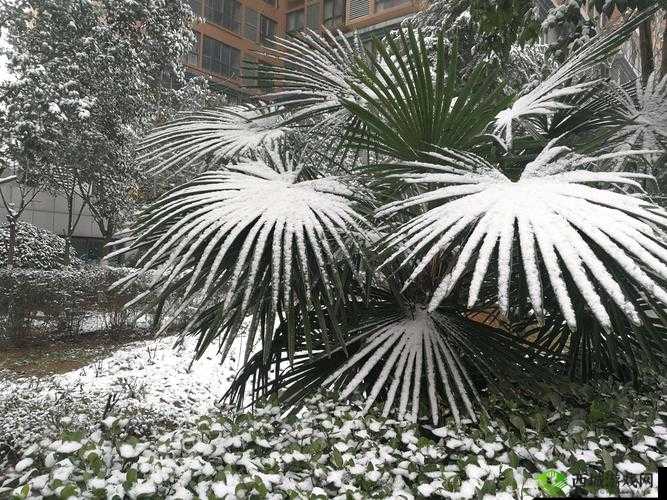 4 虎海外永久自动跳转:畅享便捷优质资源通道