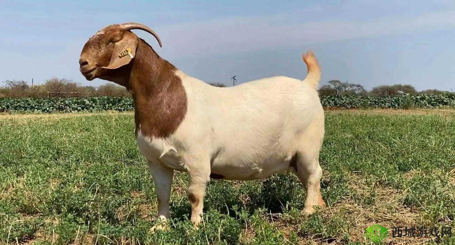 人进入羊的水门视频大全:独特视角呈现精彩内容