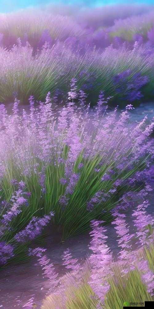 浪漫薰衣草无码高清:带你领略梦幻般的紫色芬芳与极致视觉享受