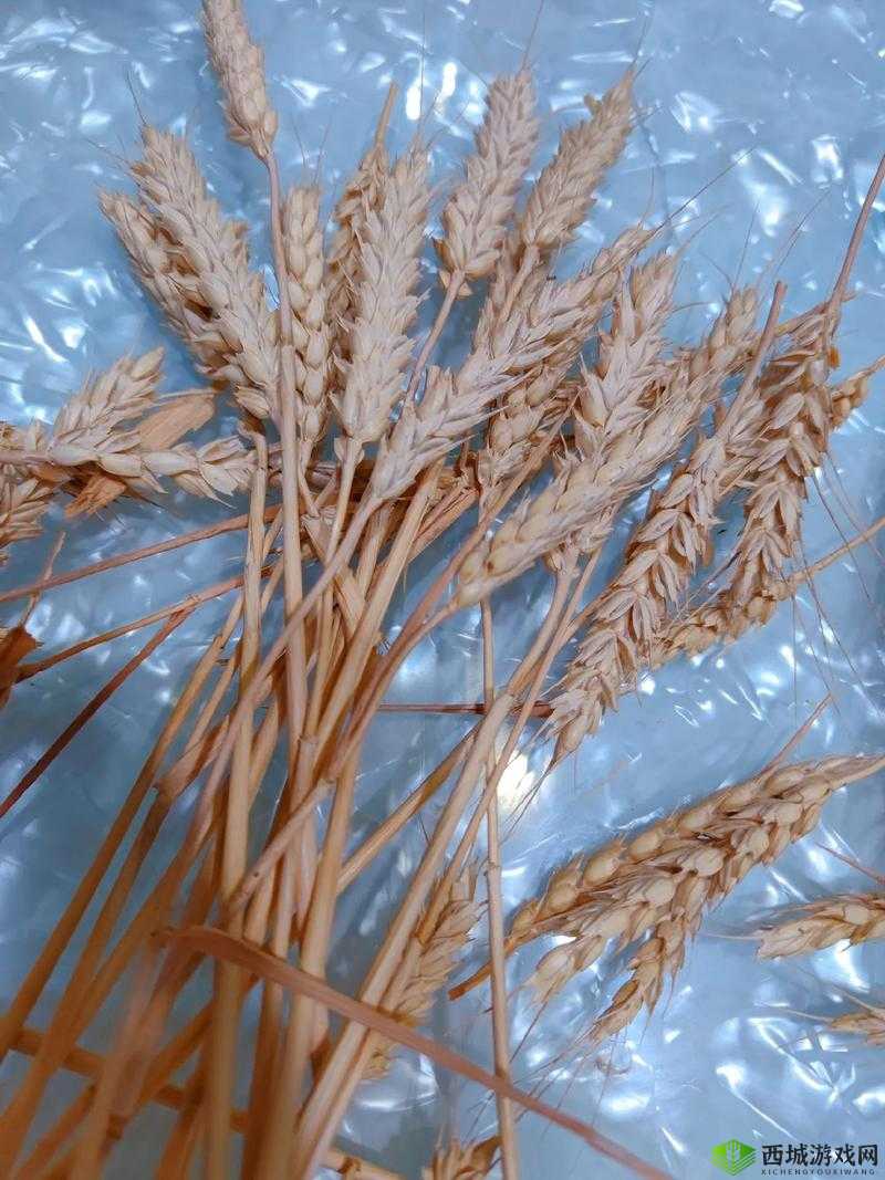 抵债的朋友麦子 3 和普通版对比:深度剖析两者的差异与优劣