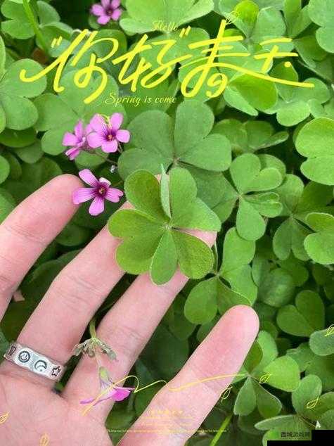 成品人和精品人的四叶草:探索其神秘魅力与独特价值