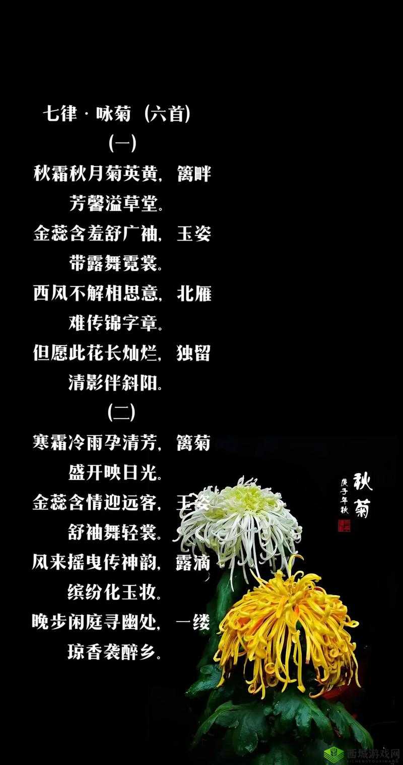 母亲的桃花源菊花:那一抹芬芳背后的温暖与深情