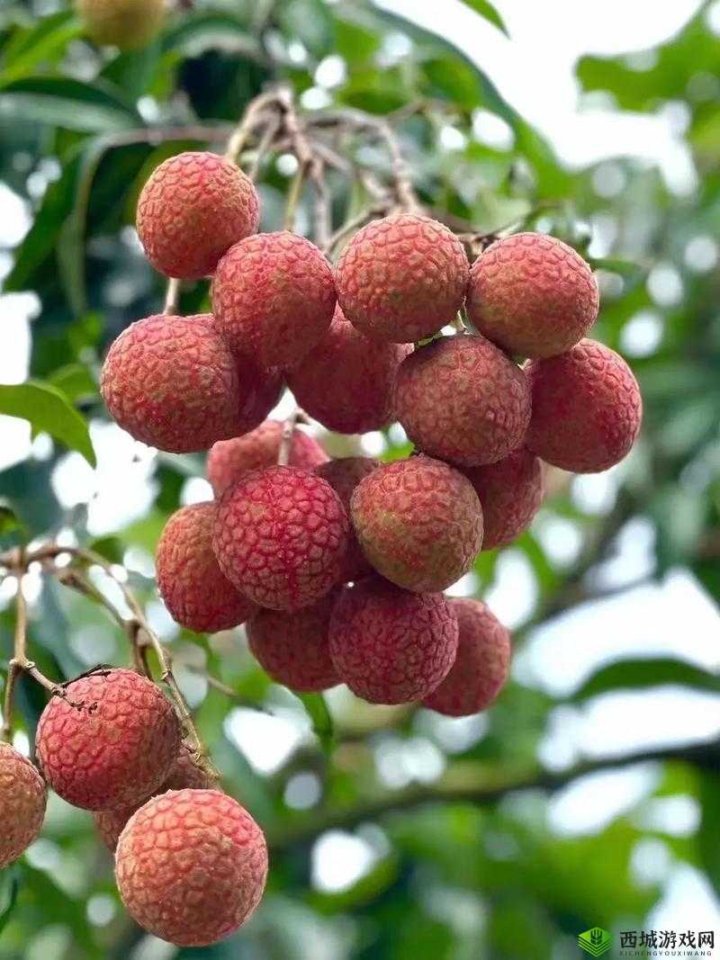 11h 含糖荔枝:颠覆味蕾的甜蜜诱惑