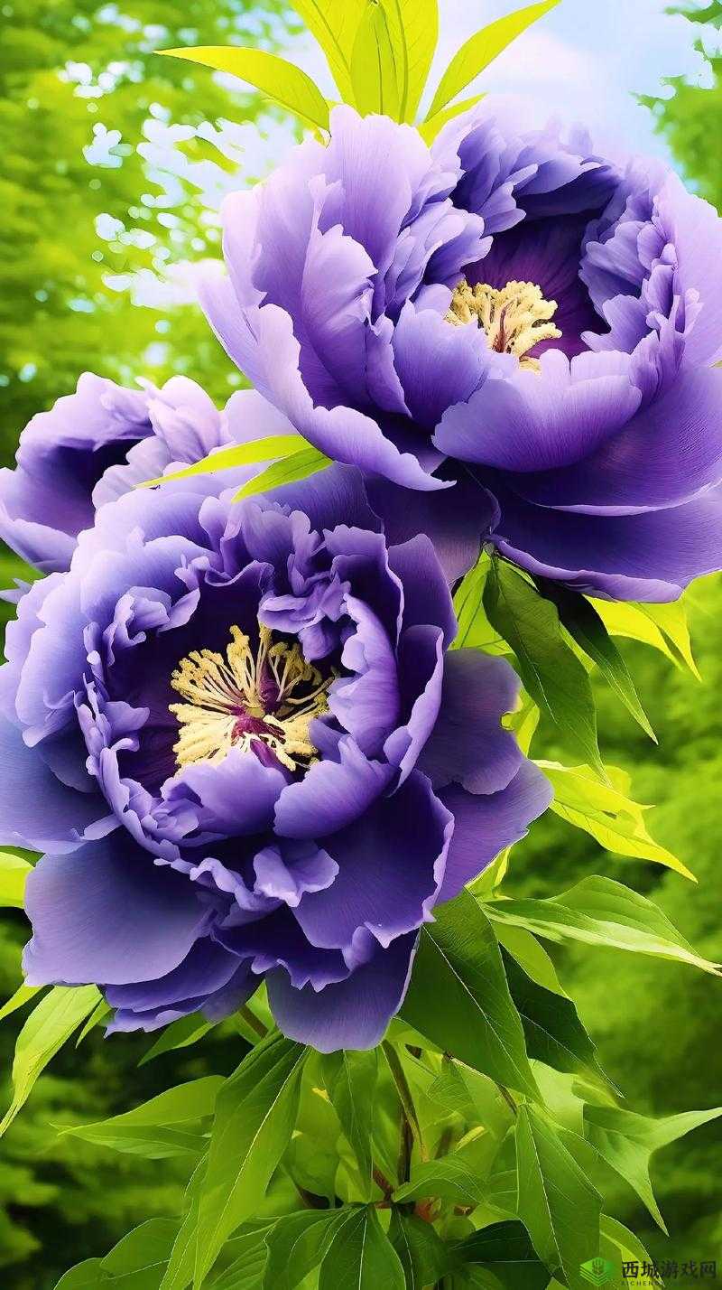 国色天香 国色天香 ：绽放千年的绝世风华与魅力