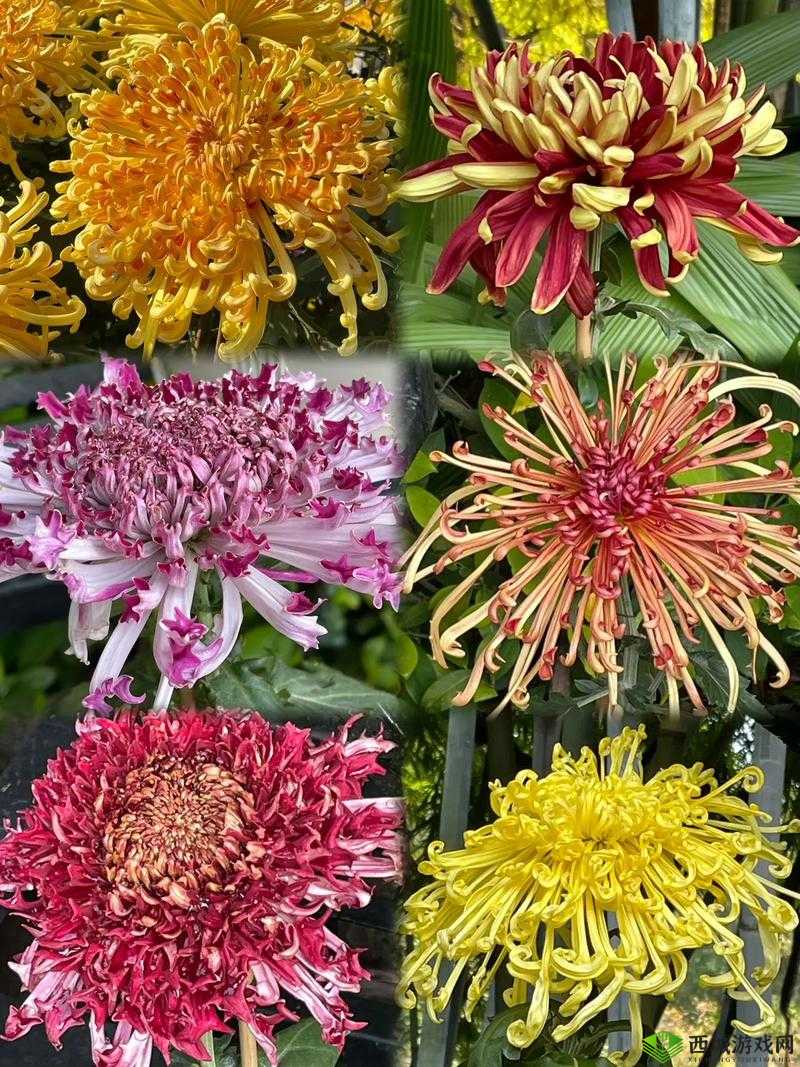 菊花开过与未开过的显著区别：绽放与未绽的别样景象