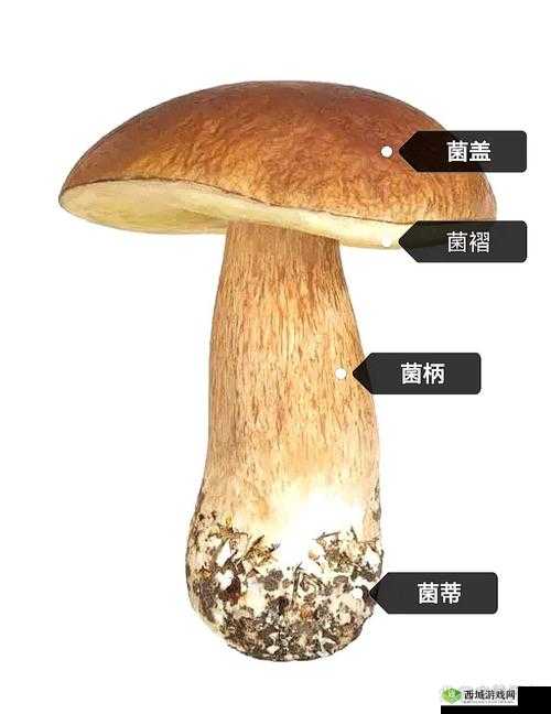 x7x7x7 任意噪 108 蘑菇:关于其的详细介绍与分析